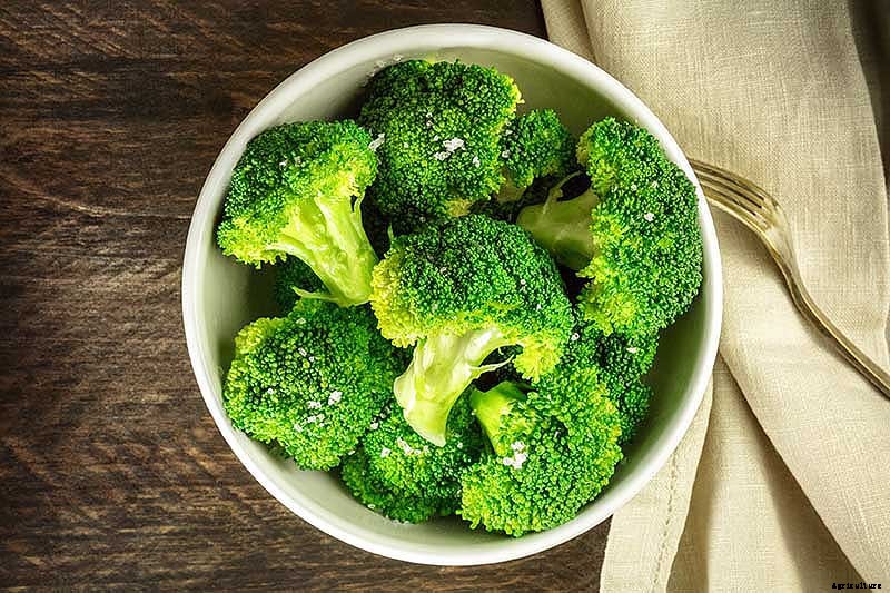 How to Harvest Broccoli: A Crop that Keeps on Giving
