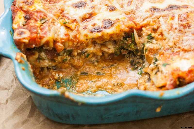 How to Harvest Broccoli: A Crop that Keeps on Giving