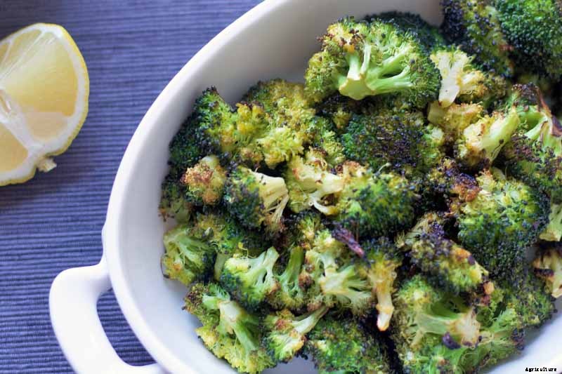 How to Harvest Broccoli: A Crop that Keeps on Giving