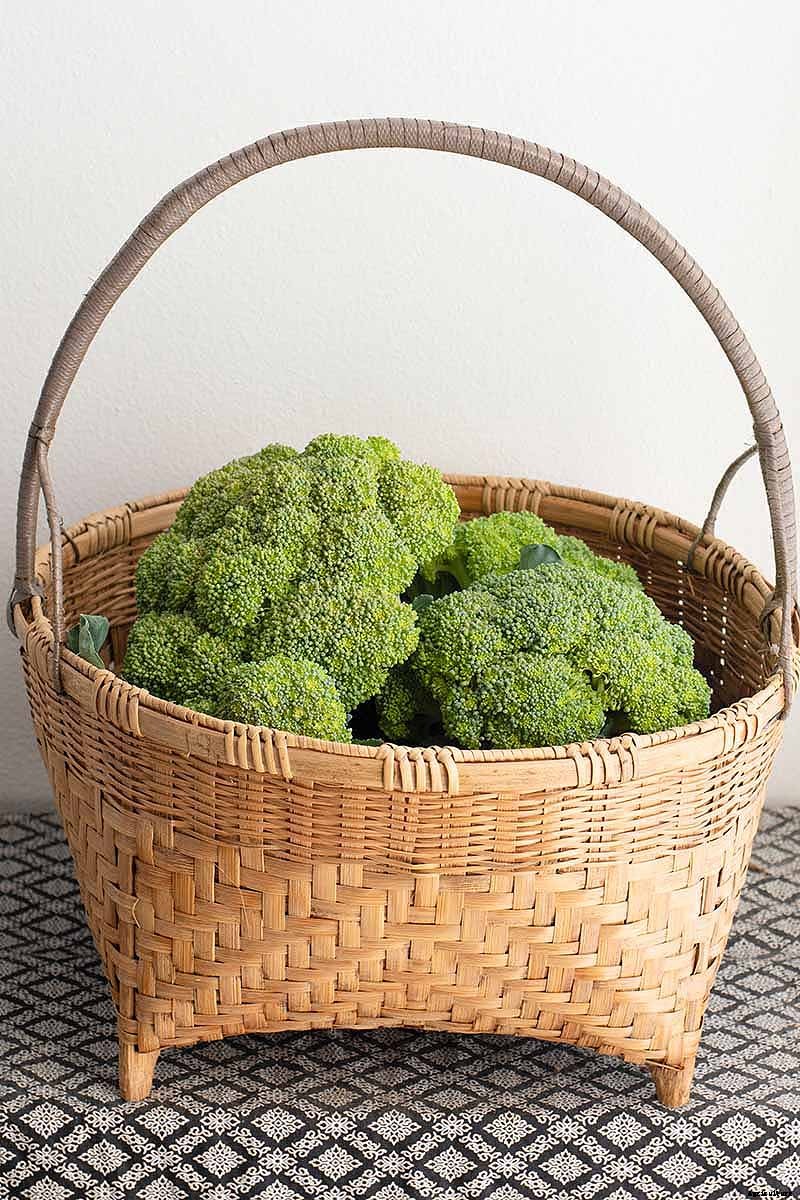 How to Harvest Broccoli: A Crop that Keeps on Giving