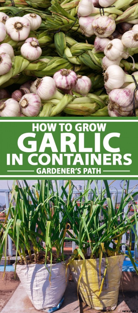Tips for Growing Garlic in Containers