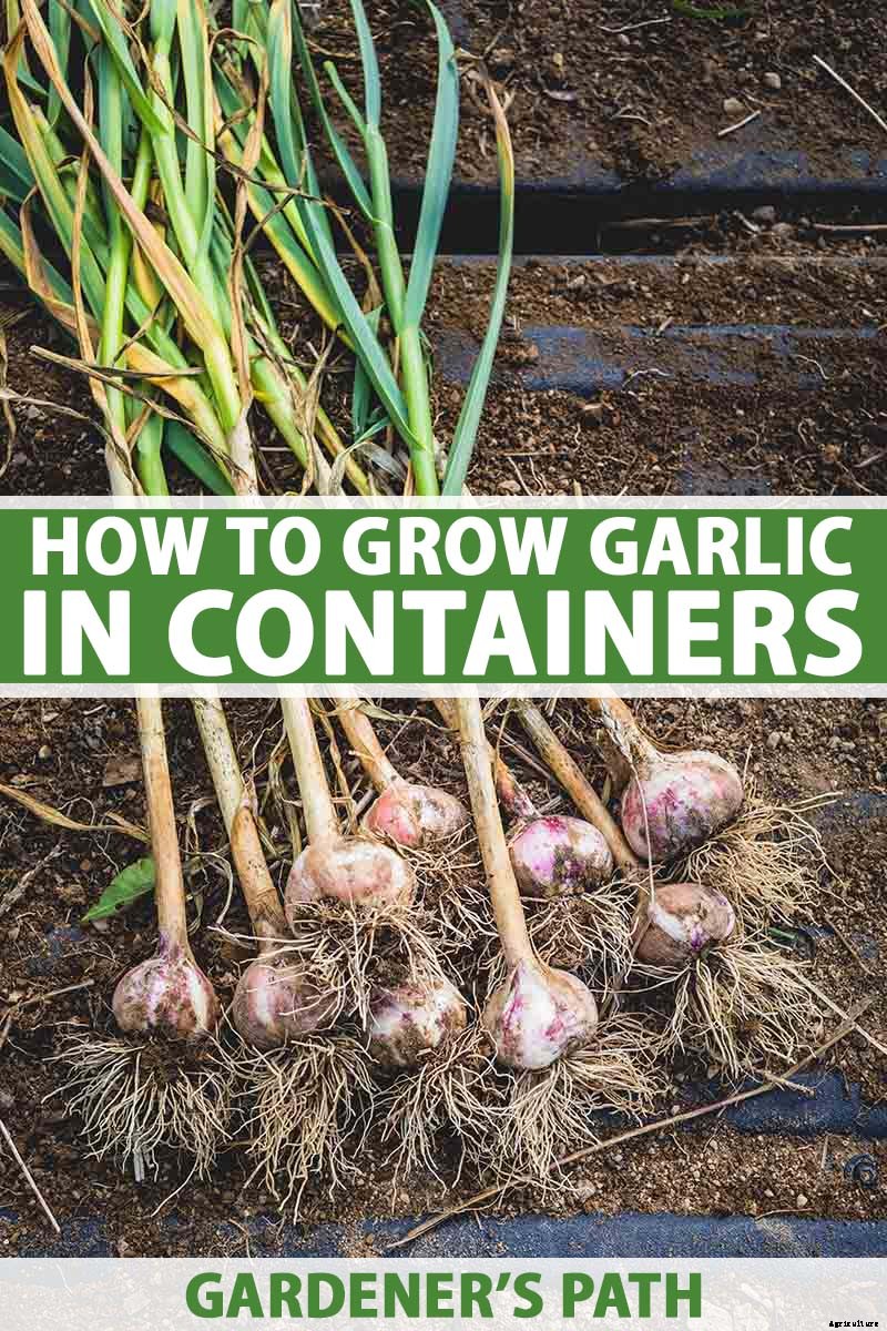 Tips for Growing Garlic in Containers