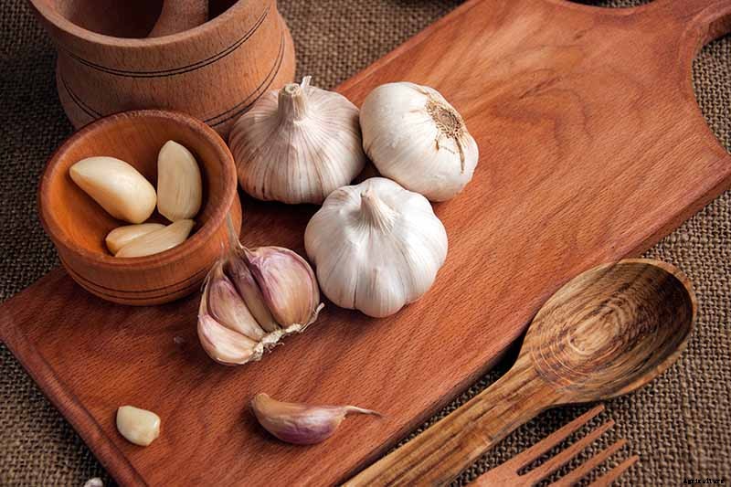 Tips for Growing Garlic in Containers