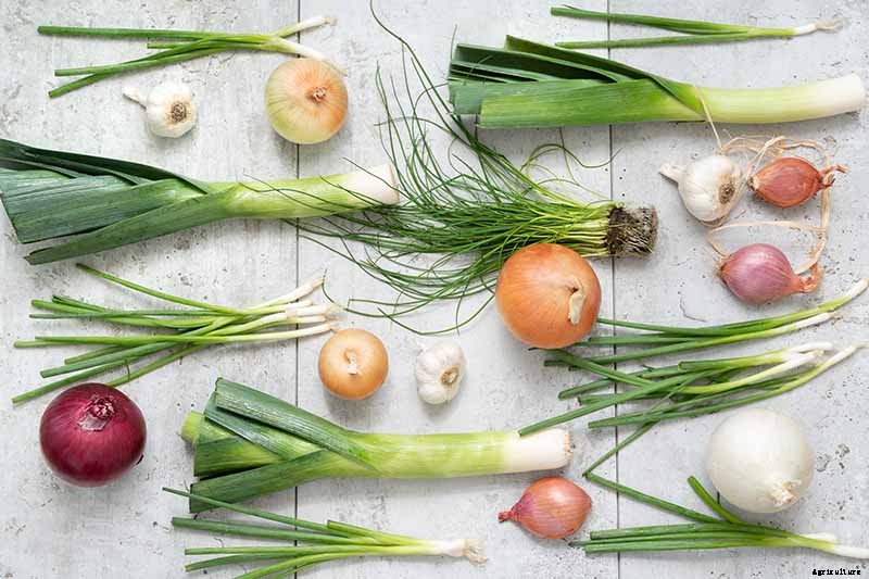 Tips for Growing Garlic in Containers