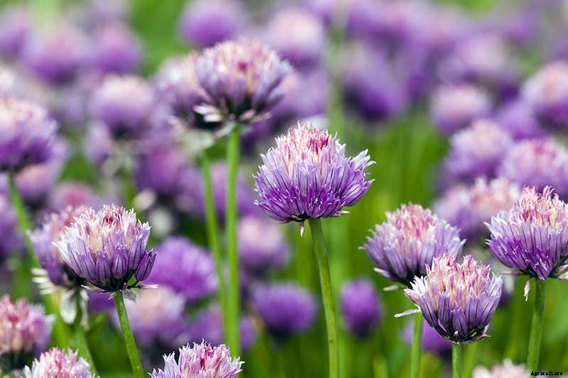 Tips for Growing Garlic in Containers