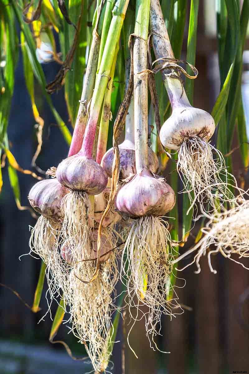Tips for Growing Garlic in Containers