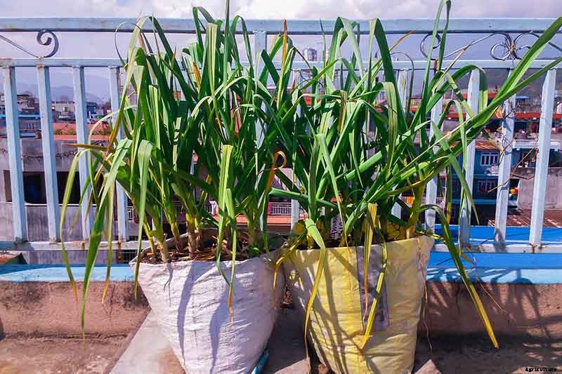Tips for Growing Garlic in Containers