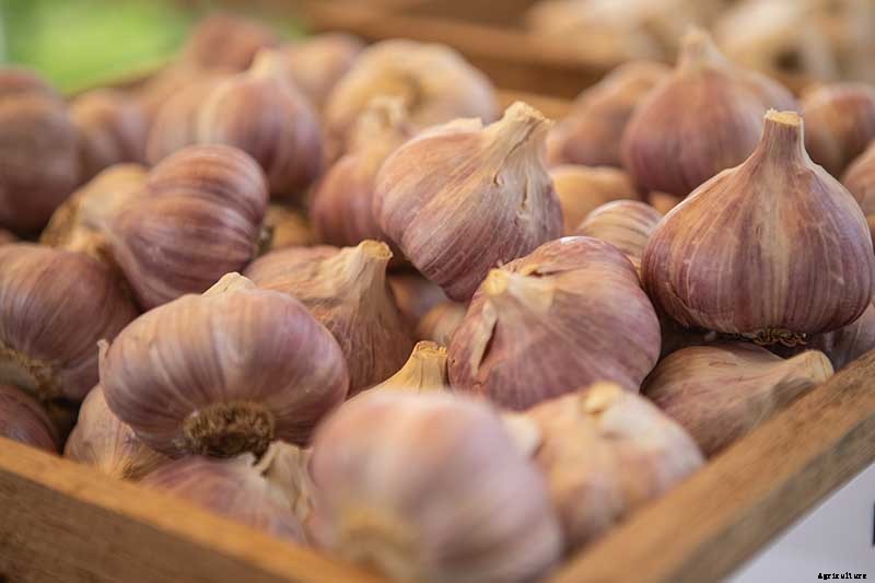 Tips for Growing Garlic in Containers