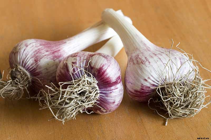 Tips for Growing Garlic in Containers