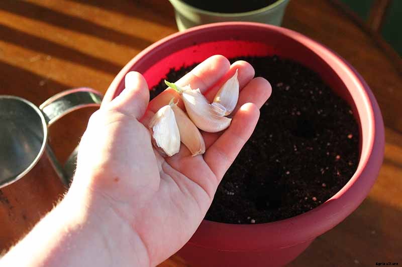 Tips for Growing Garlic in Containers
