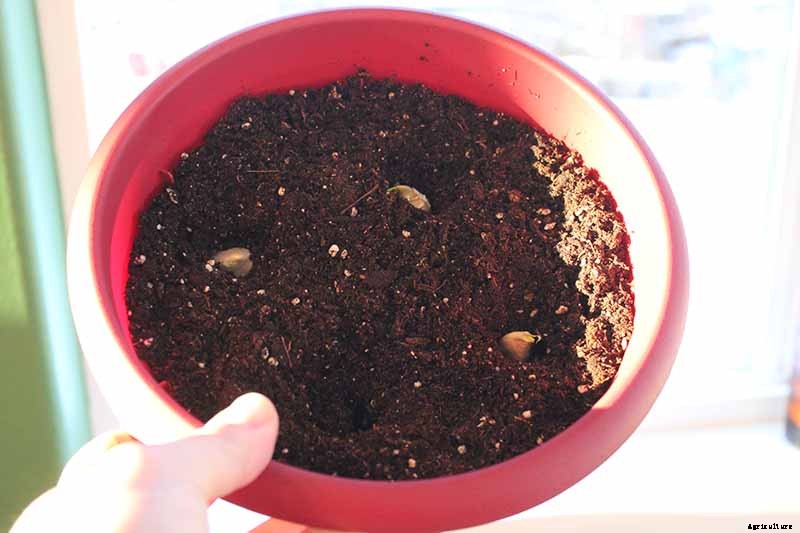 Tips for Growing Garlic in Containers