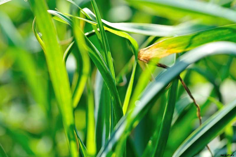 Tips for Growing Garlic in Containers