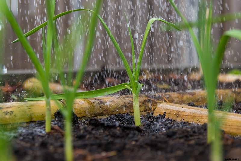 Tips for Growing Garlic in Containers