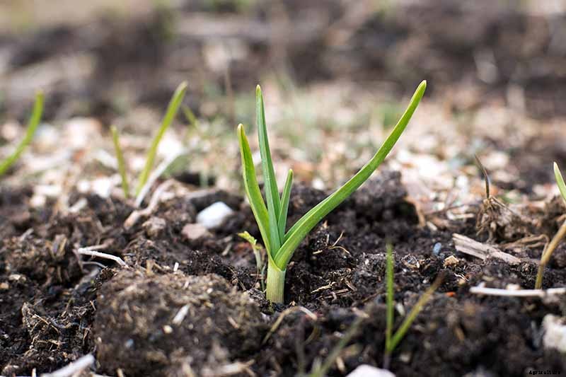 Tips for Growing Garlic in Containers