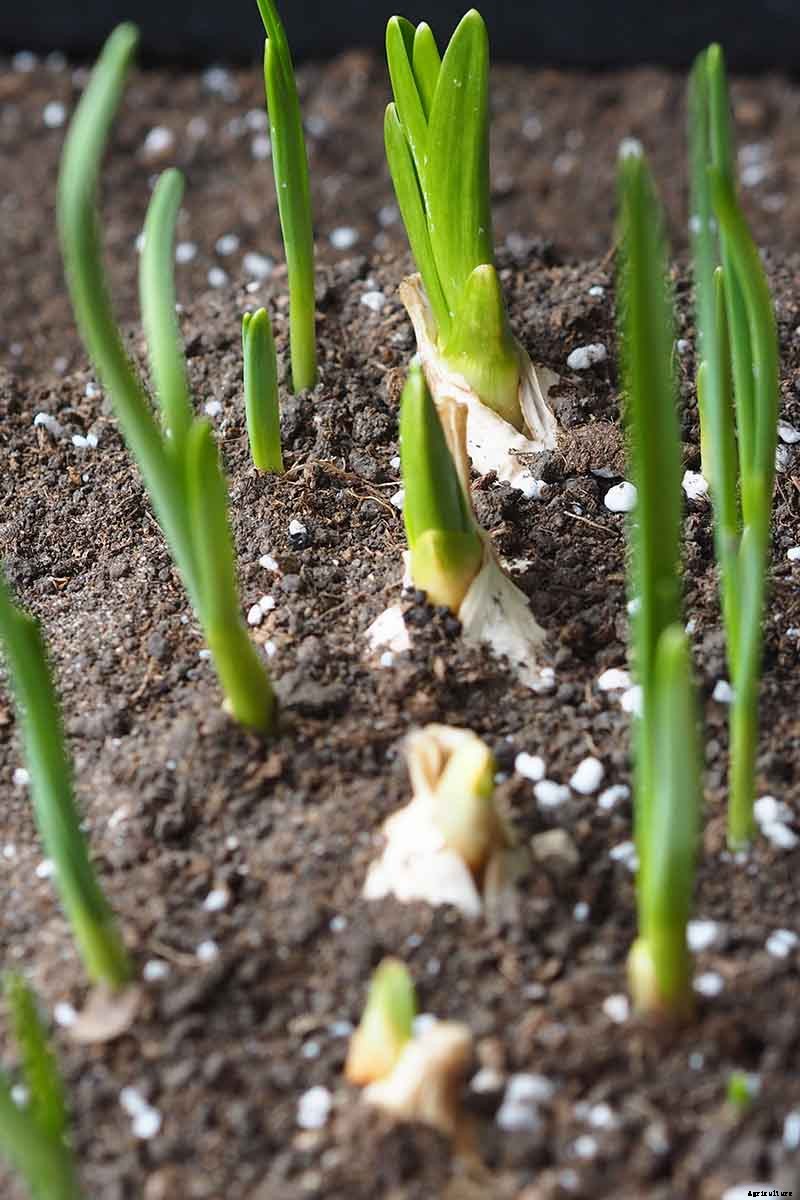 Tips for Growing Garlic in Containers