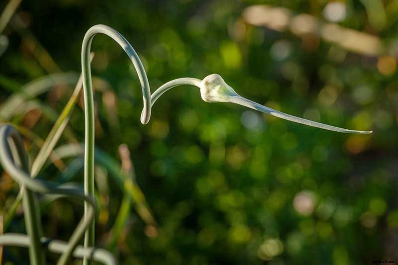 Tips for Growing Garlic in Containers