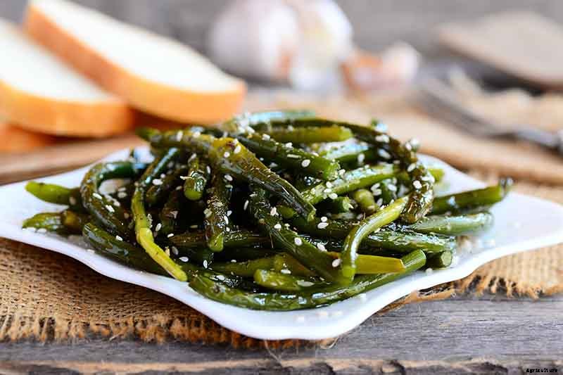 Tips for Growing Garlic in Containers