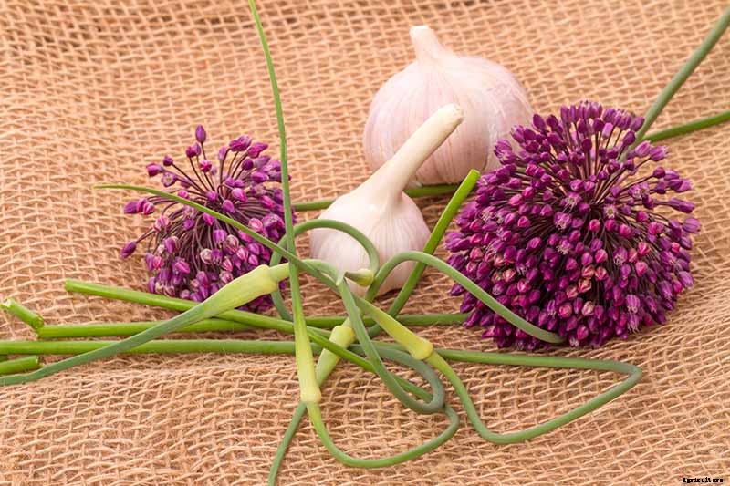 Tips for Growing Garlic in Containers