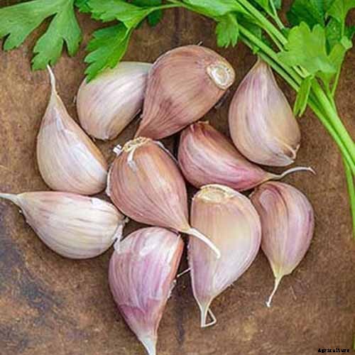 Tips for Growing Garlic in Containers