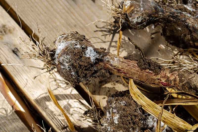 Tips for Growing Garlic in Containers