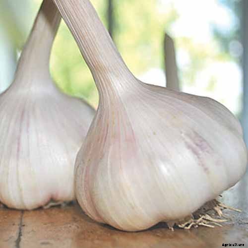 Tips for Growing Garlic in Containers