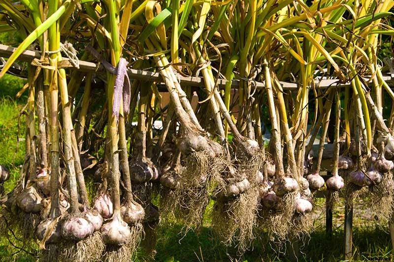 Tips for Growing Garlic in Containers