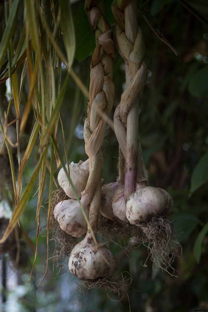 Tips for Growing Garlic in Containers
