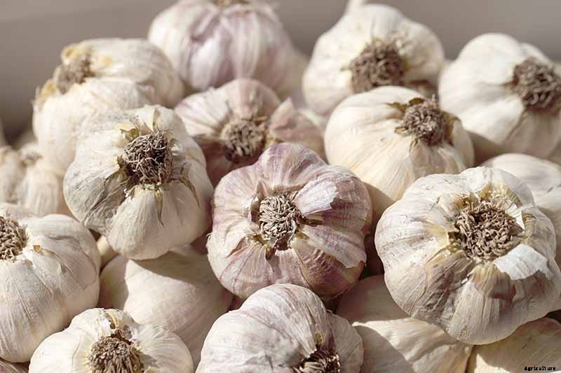 Tips for Growing Garlic in Containers
