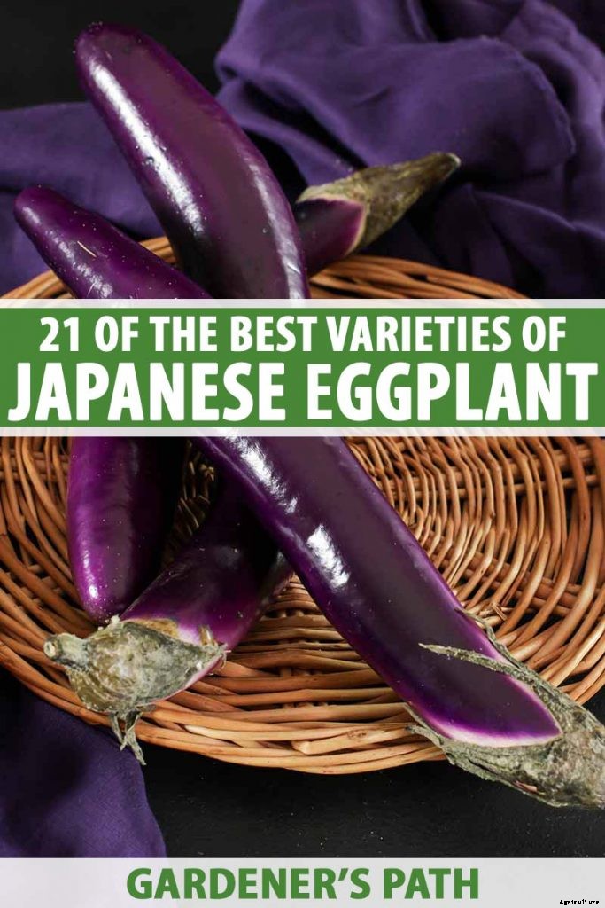 21 of the Best Japanese Eggplant Varieties