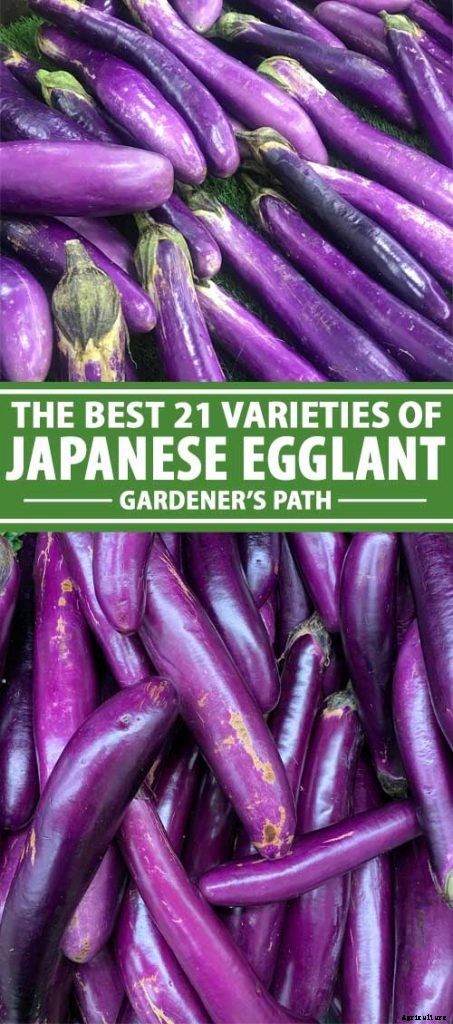 21 of the Best Japanese Eggplant Varieties