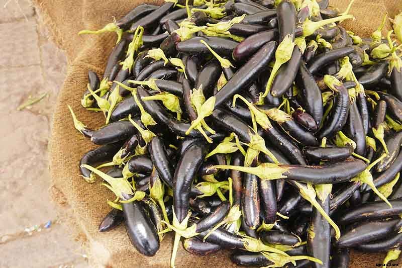 21 of the Best Japanese Eggplant Varieties