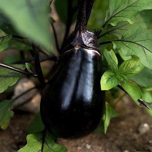 21 of the Best Japanese Eggplant Varieties