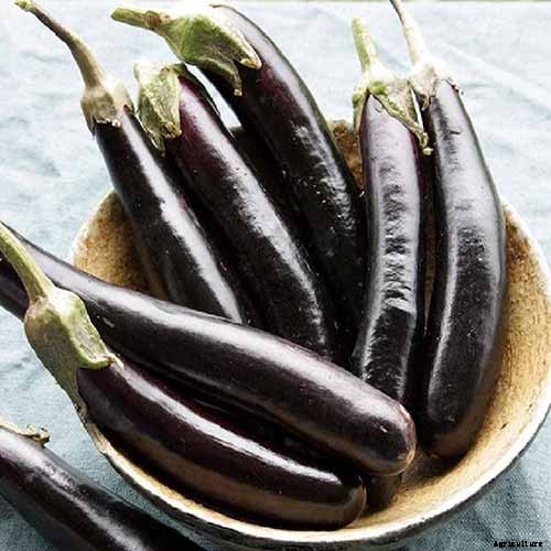 21 of the Best Japanese Eggplant Varieties