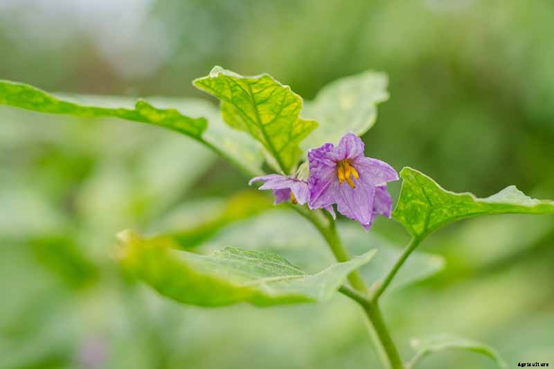 21 of the Best Japanese Eggplant Varieties