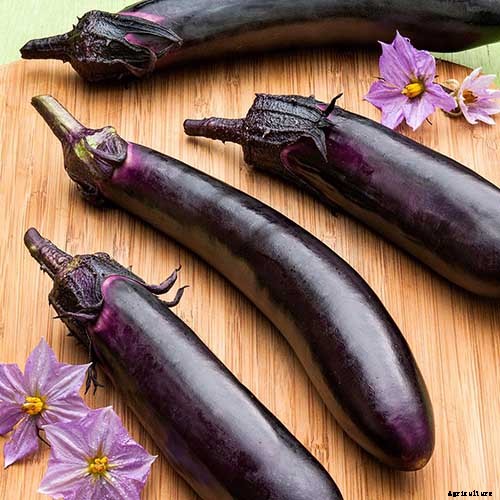 21 of the Best Japanese Eggplant Varieties