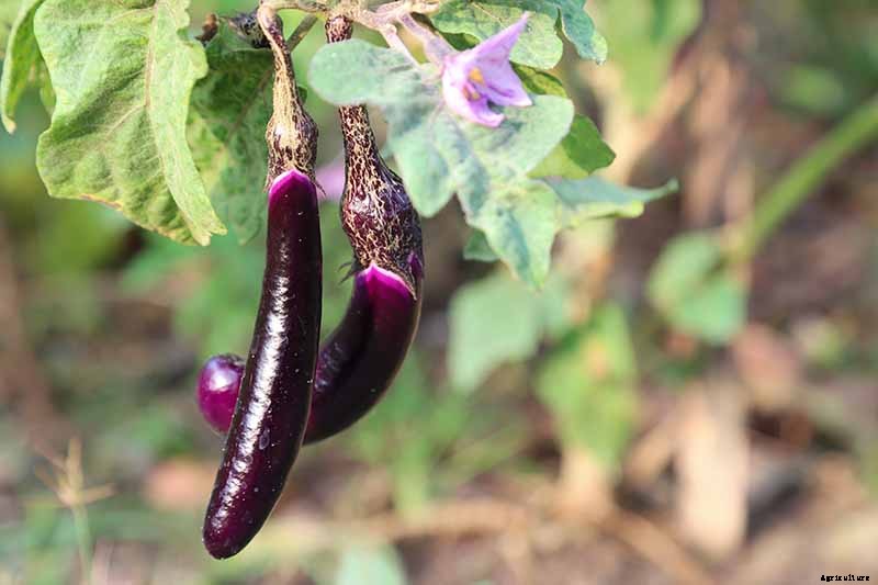 21 of the Best Japanese Eggplant Varieties