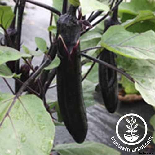 21 of the Best Japanese Eggplant Varieties