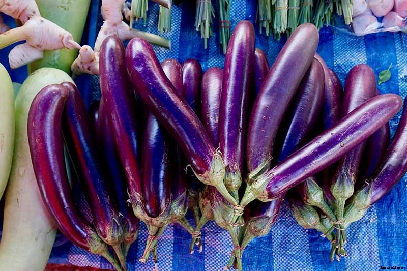 21 of the Best Japanese Eggplant Varieties