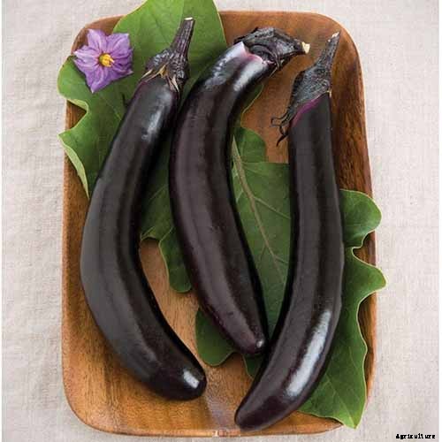 21 of the Best Japanese Eggplant Varieties