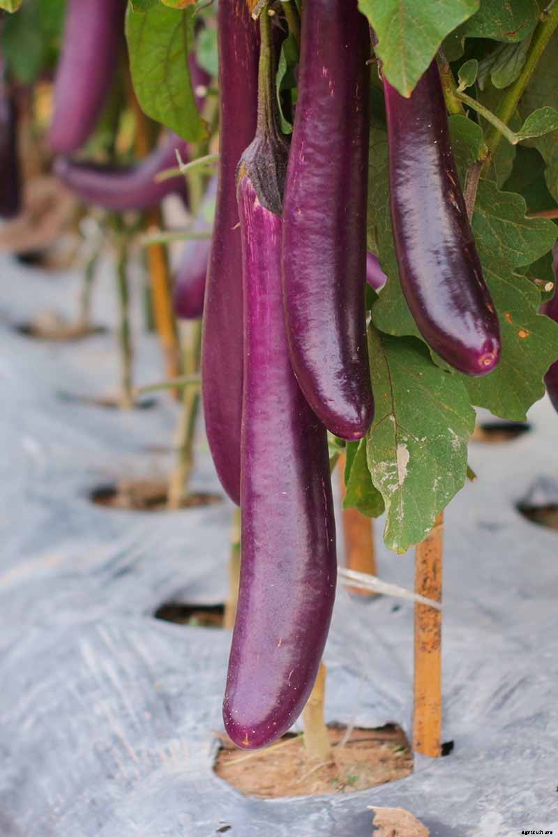 21 of the Best Japanese Eggplant Varieties