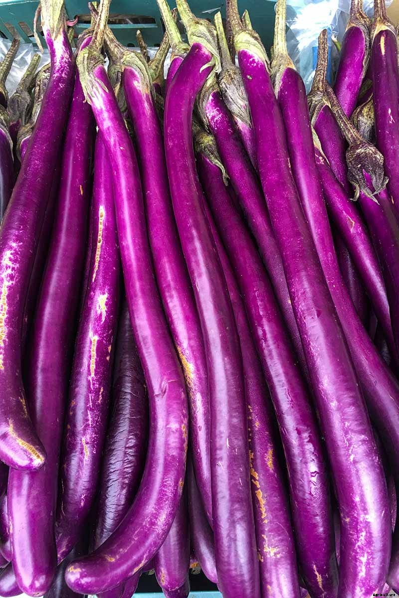 21 of the Best Japanese Eggplant Varieties