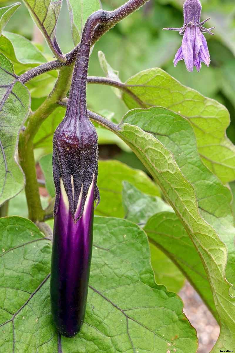 21 of the Best Japanese Eggplant Varieties
