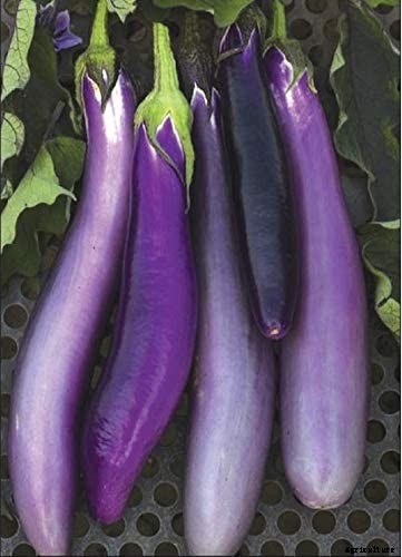 21 of the Best Japanese Eggplant Varieties