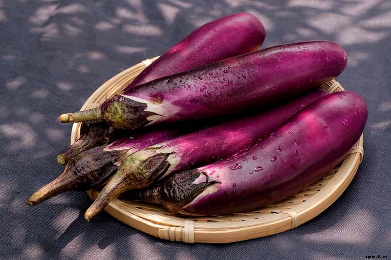 21 of the Best Japanese Eggplant Varieties