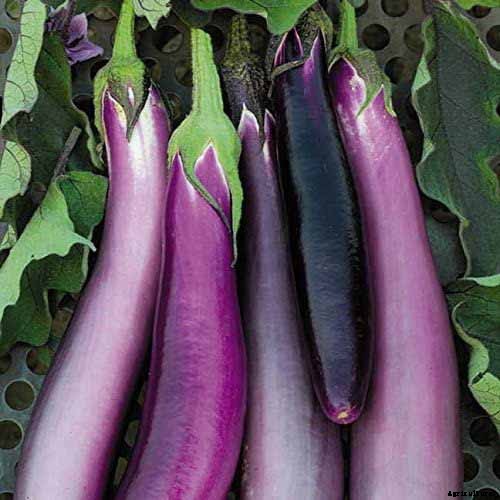21 of the Best Japanese Eggplant Varieties