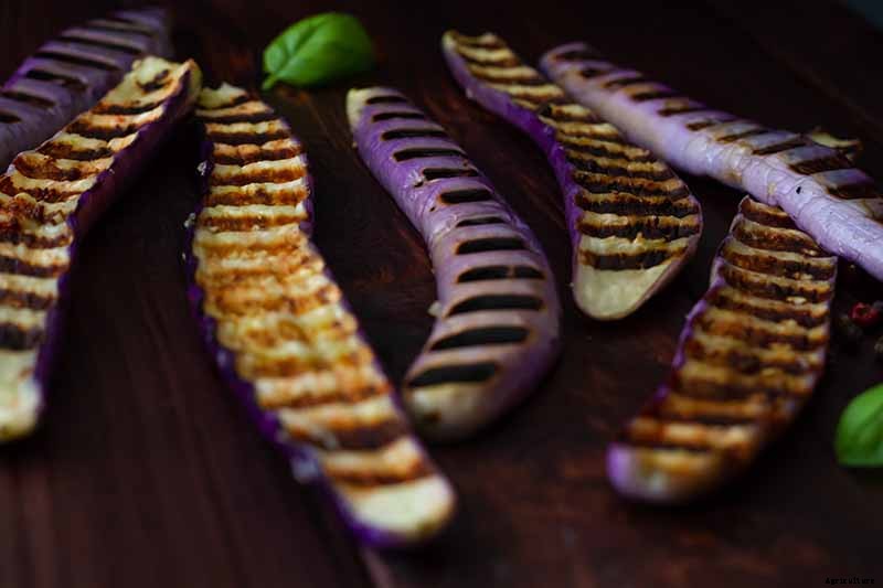 21 of the Best Japanese Eggplant Varieties