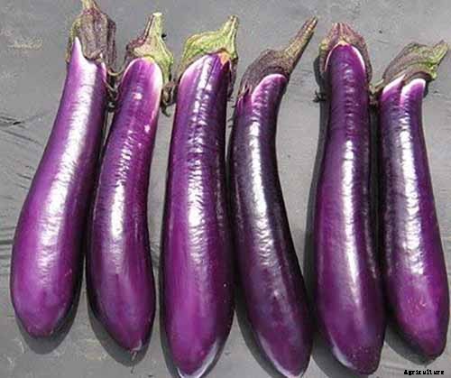 21 of the Best Japanese Eggplant Varieties