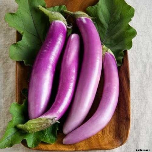 21 of the Best Japanese Eggplant Varieties