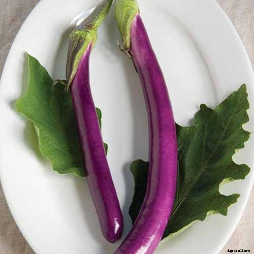 21 of the Best Japanese Eggplant Varieties