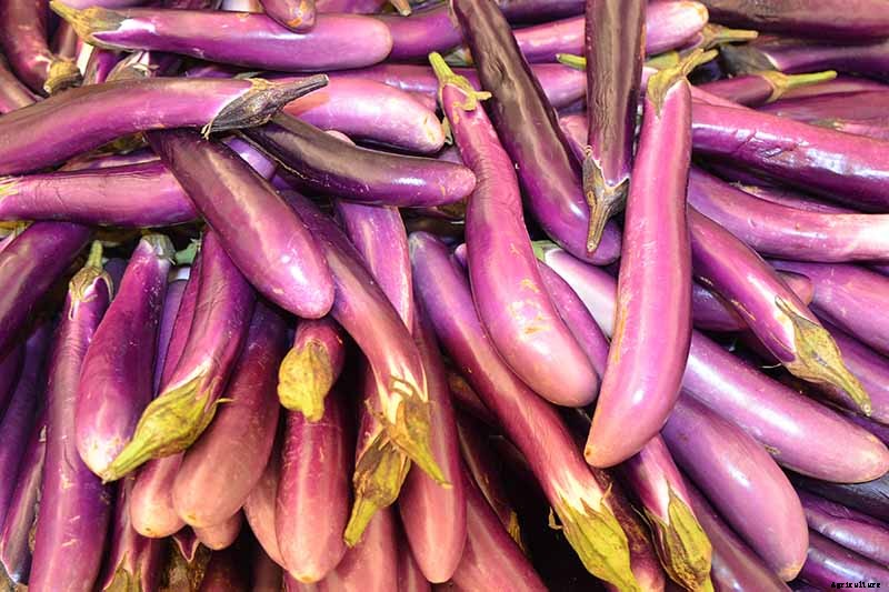 21 of the Best Japanese Eggplant Varieties